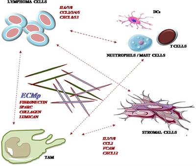 The Tumor Microenvironment of DLBCL in the Computational Era